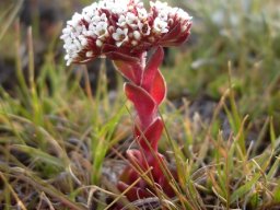 Crassula setulosa var. rubra